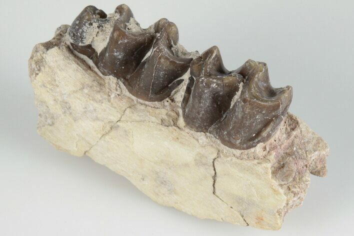Fossil Horse (Mesohippus) Jaw Section - South Dakota #202600